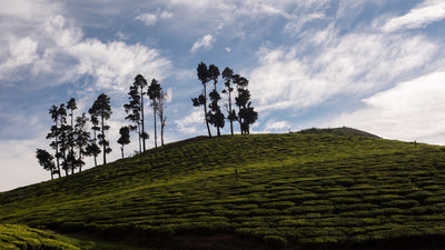 A verdant plantation in Tamil Nadu, where camellia sinensis is cultivated for Nilgiri tea.