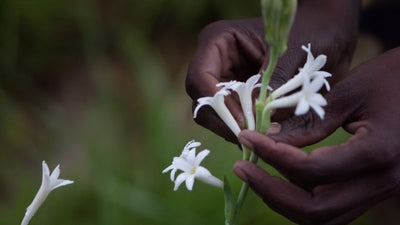 Tuberose flowers are harvested by hand before sunrise in Tamil Nadu