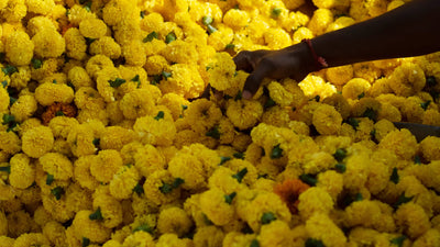 Seas of yellow marigolds, believed to be symbolic of the sun’s positive energy, perfume the flower market of Tamil Nadu.